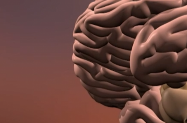 3d image of a brain